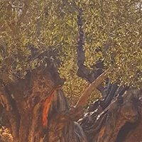 Cadre en toile tendue sur châssis - Oliva Cantina Litasco