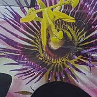 Covering partiel - Le Passiflora