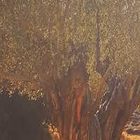 Cadre en toile tendue sur châssis - Oliva Cantina Litasco