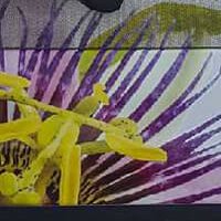 Covering partiel - Le Passiflora