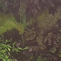 Cadre végétal stabilisé - Oliva Cantina Litasco