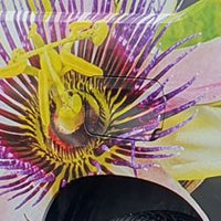 Covering partiel - Le Passiflora